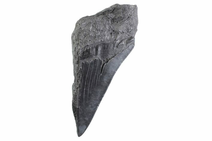 Partial Fossil Megalodon Tooth - Serrated Edge #332333